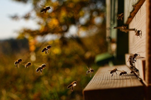 ミツバチが巣箱に変える様子
