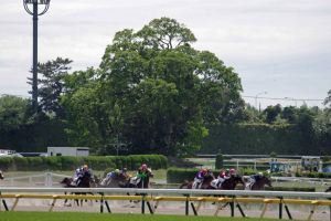 東京競馬場第３コーナーの大欅