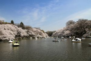 井の頭公園