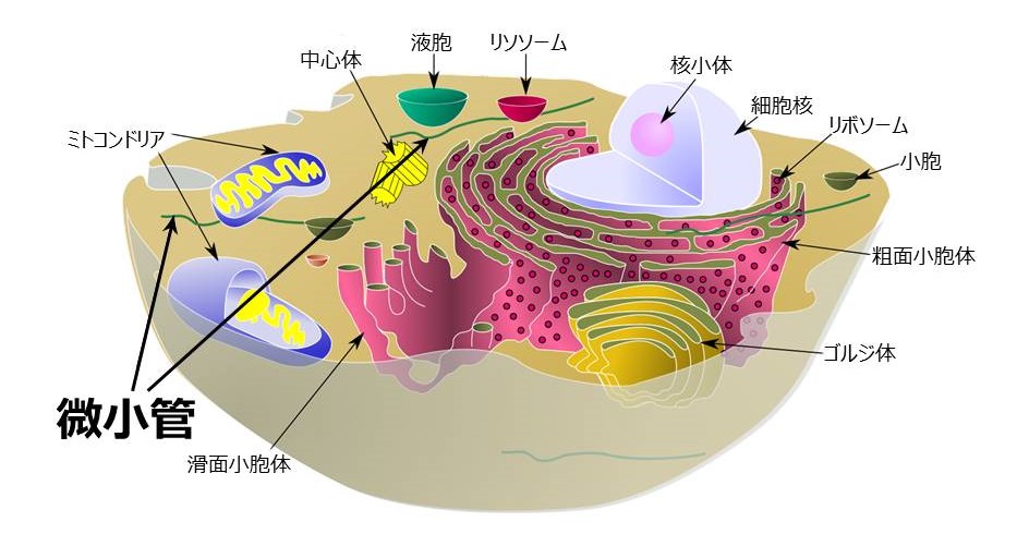 微小管-Wikipedia より