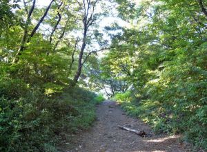 【神奈川県の心霊スポット】県立三ツ池公園の幽霊と未解決事件