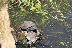 人が長生きできる限界は150歳?!人の限界とは