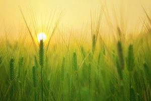 「日本人が食べるからいい」と発がん性のある除草剤をまいていた･･･