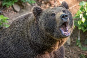 ヒグマに襲われた大学生の悲劇…福岡大学ワンダーフォーゲル部ヒグマ事件