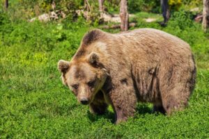 ヒグマの恐るべき習性とは?三毛別羆事件
