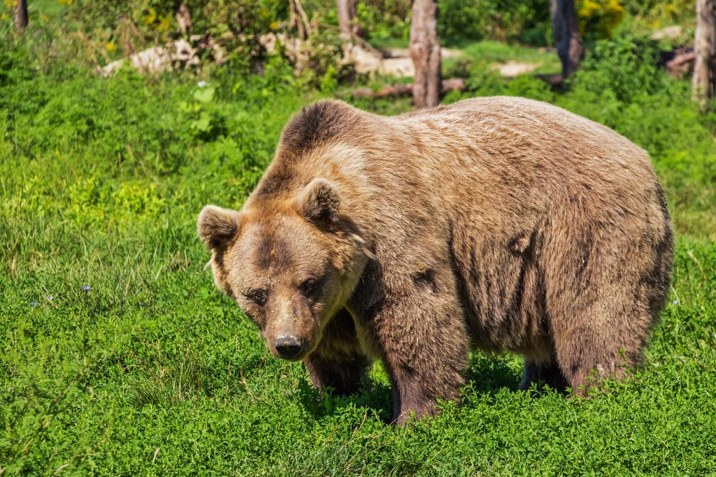 ヒグマの恐るべき習性とは?三毛別羆事件