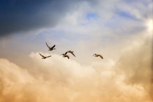 アメリカで鳥が大量死?!何が起っているの?