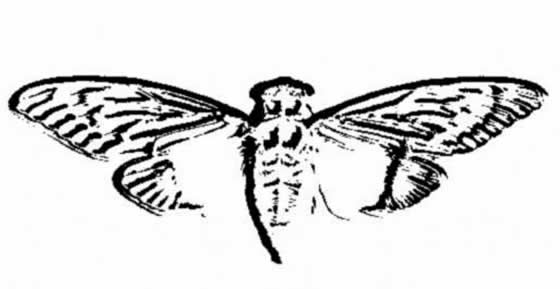 「cicada3301」とは？世界を奮闘させた暗号の真相と目的とは？