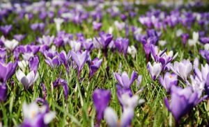 夜にはいくな！！大阪府の心霊スポット「花博記念公園鶴見緑地」