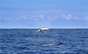 【前兆現象?!】ニュージーランドでゴンドウクジラが座礁