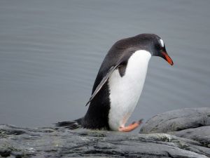 南極大陸の規模がやばい！地球最後の秘境とは