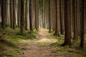 カリフォルニア州のハイキングコースが"未知の危険"を理由に閉鎖！