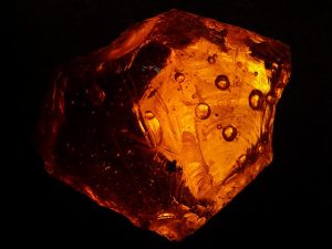 大昔の地球に生息していた?超巨大ヤスデ"アースロプレウラ"