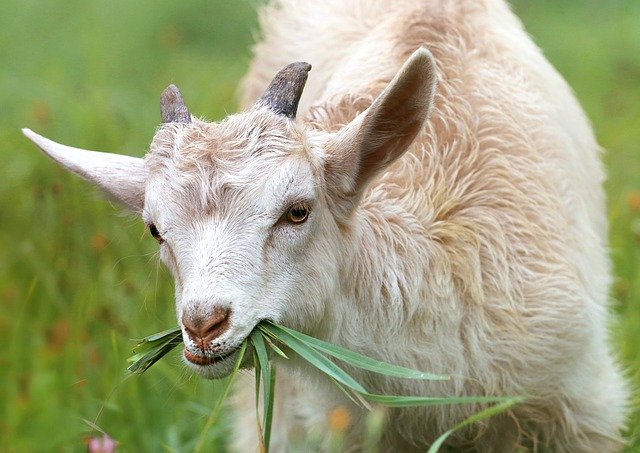 恐怖の未確認生物！吸血鬼生物「チュパカブラ」