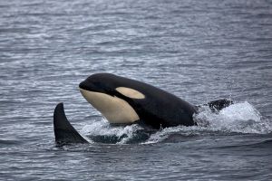 【子供の亡骸を運び続けた】海のギャング･･･シャチの能力がやばすぎる