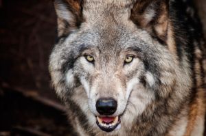吸血鬼やゾンビのモデル？狂犬病ウイルス【致死率100％の病気】