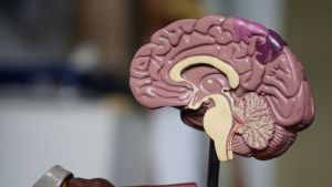 【思考実験:随伴現象説とクオリア】思考が先か？行動が先か？