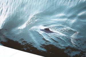 【予兆?】インドネシアでクジラが集団座礁
