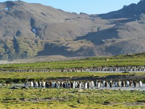 巨大氷山がサウスジョージアに衝突?