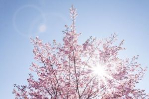 日本のために働いた！功績を残した政治家ランキング