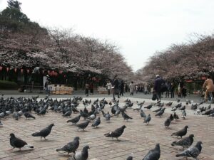 上野の心霊スポット「上野恩賜公園」歴史＆その地であった怖い話を紹介！