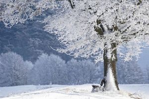 娘を取られた腹いせに崖から婿を投げる”婿投げ”の由来とは