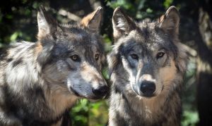 【嘘だった?!】オオカミに育てられたと言われた少女"アマラとカマラ"